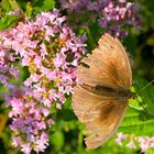 Alter Schmetterling