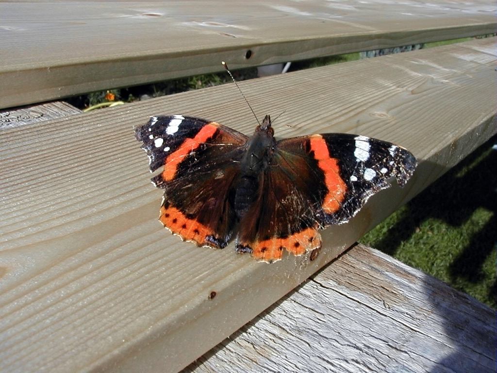 alter Schmetterling sonnt sich ( Fühler fehlt (rechts))