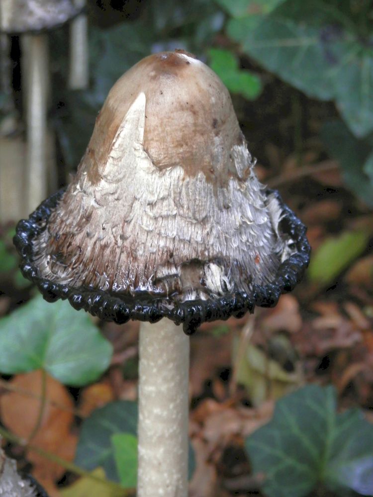 Alter Schopftintling (Coprinus comatus)