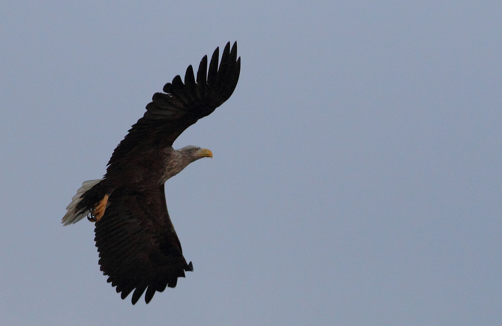 alter Seeadler