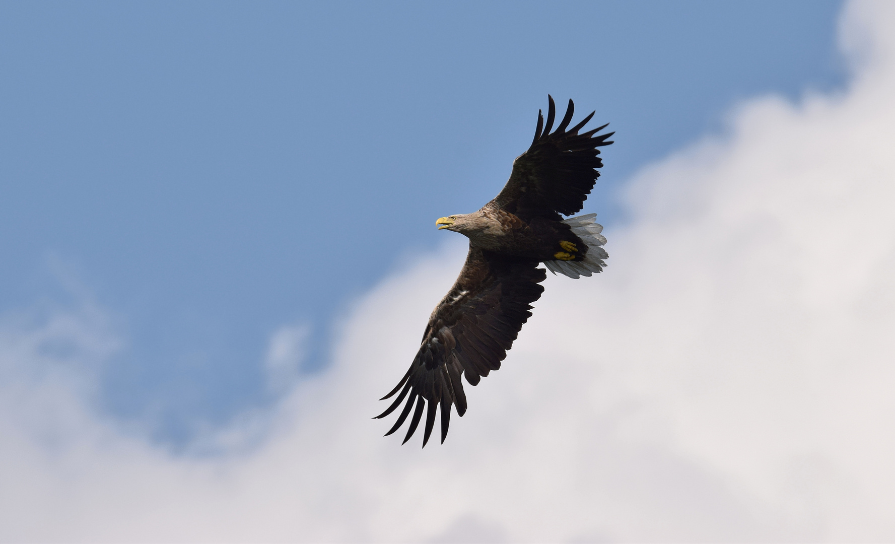 Alter Seeadler