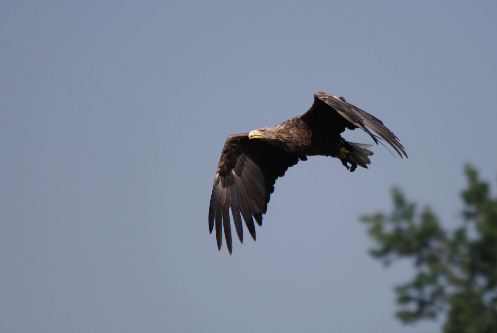 Alter Seeadler mit den Resten eines Kormorans