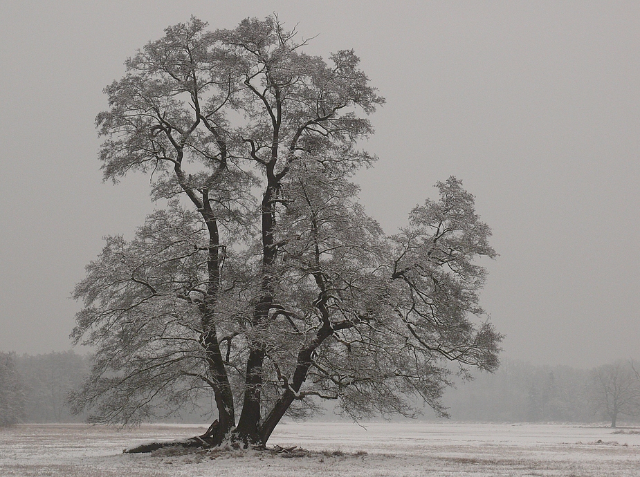 Alter Solitär im Winter