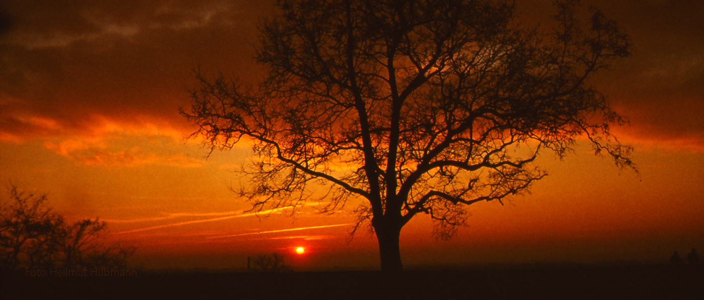 ALTER SONNENUNTERGANG FRISCH VOM DIA MIT VERMUTETER EICHE UND ZWEI RANDERSCHEINUNGEN