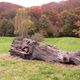 Alter Stamm auf der Wiese vor dem Herbstwald.