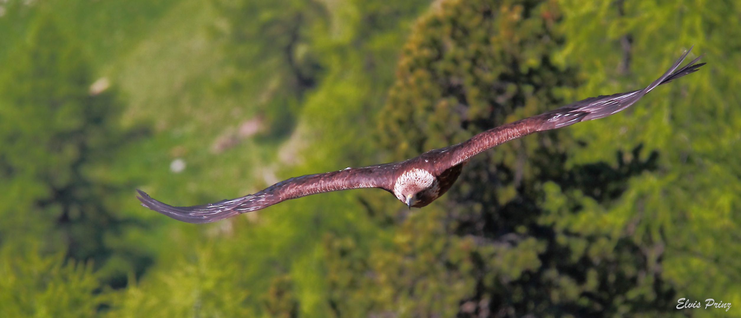 Alter Steinadler