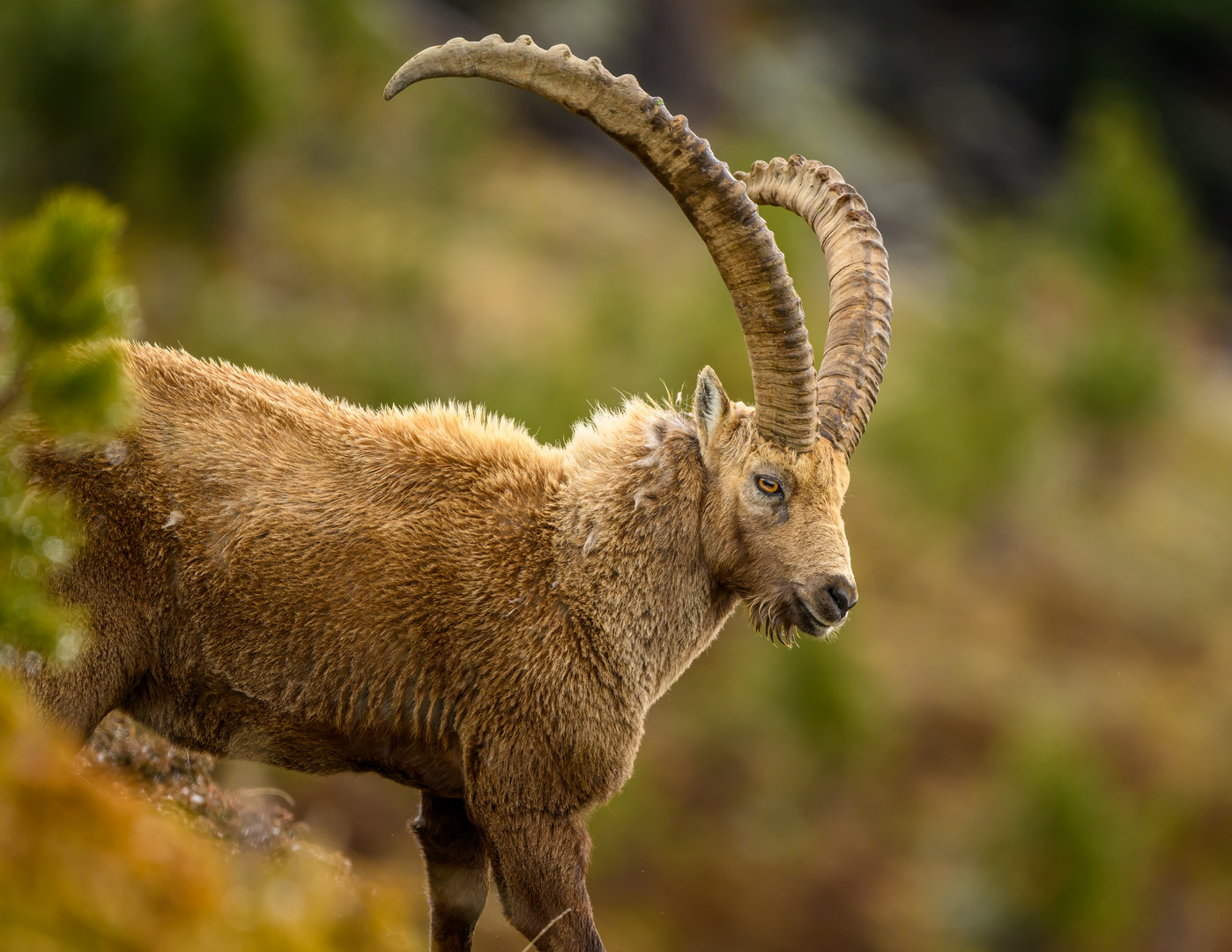 Alter Steinbock