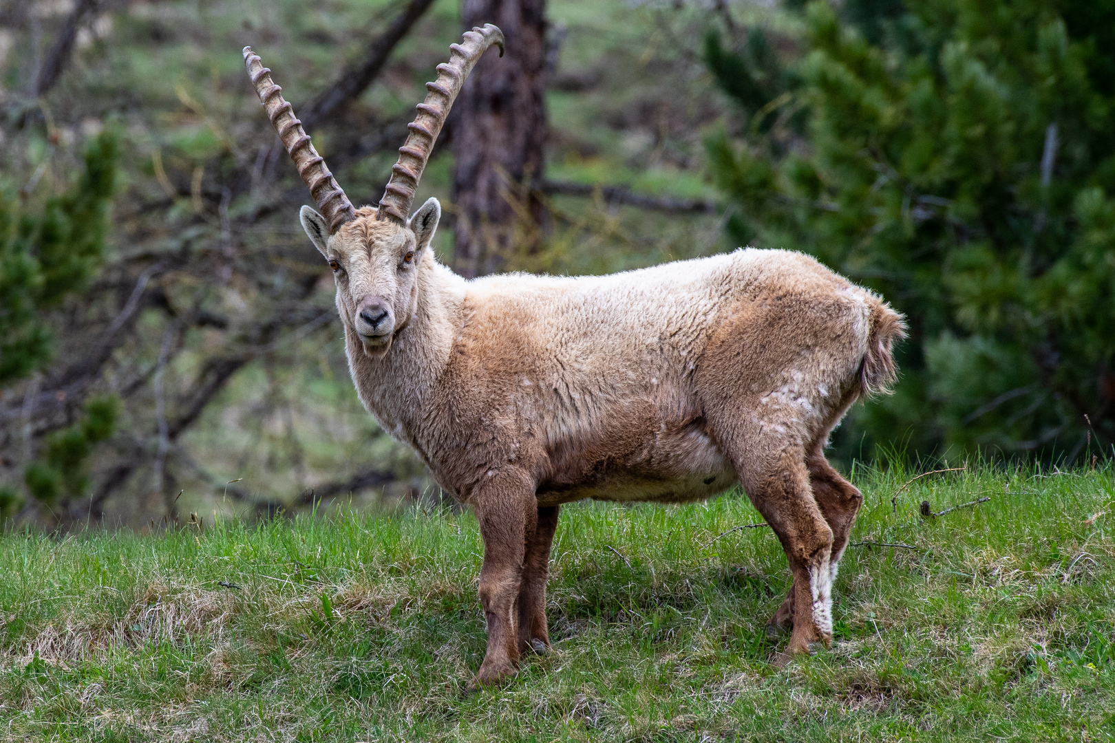 Alter Steinbock