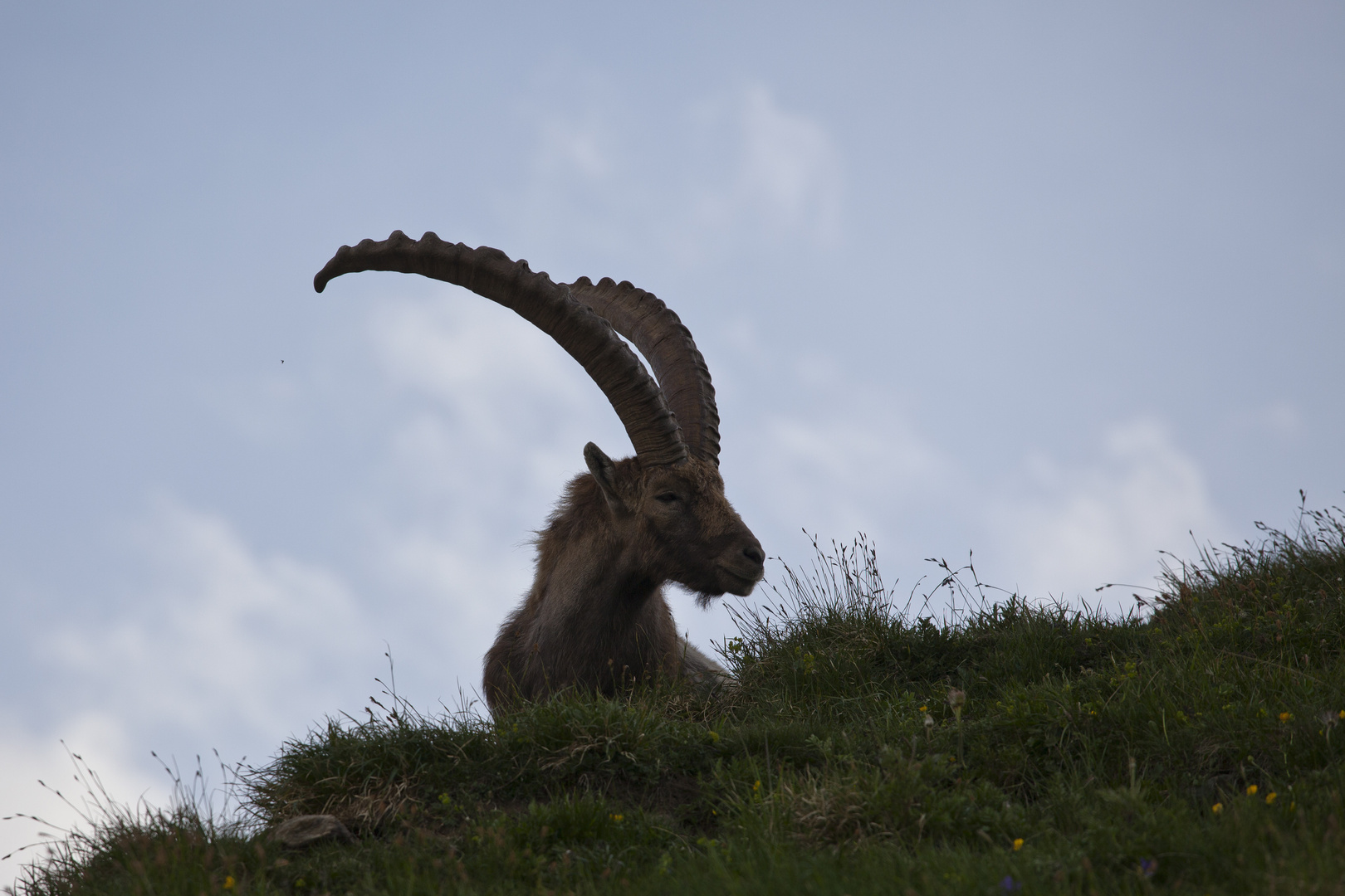 Alter Steinbock...