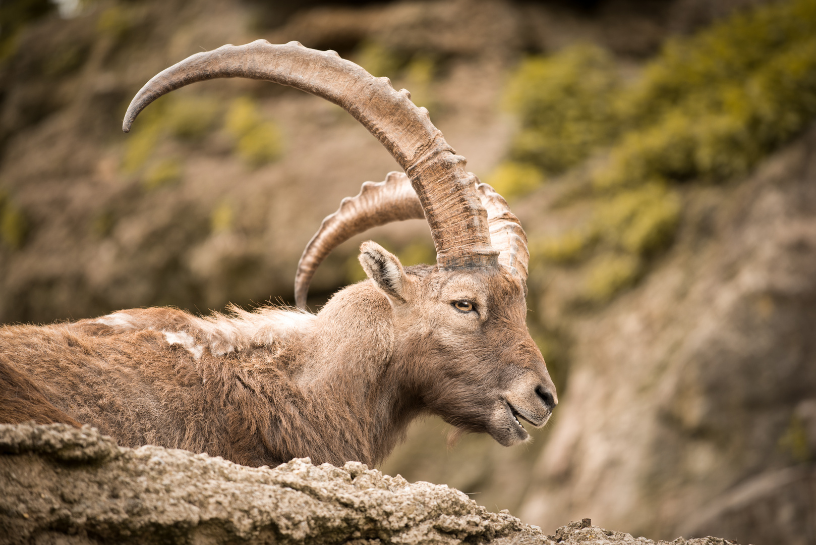 Alter Steinbock (SD7_1668)