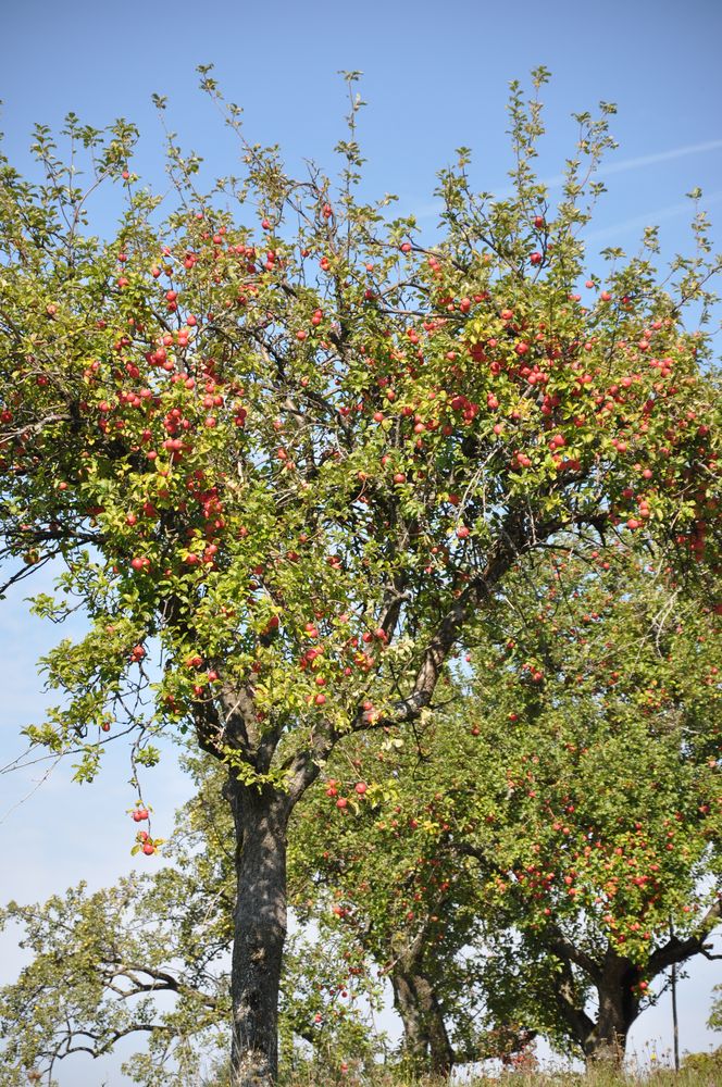 Alter Streuobstwiesenbaum Foto & Bild pflanzen, pilze & flechten