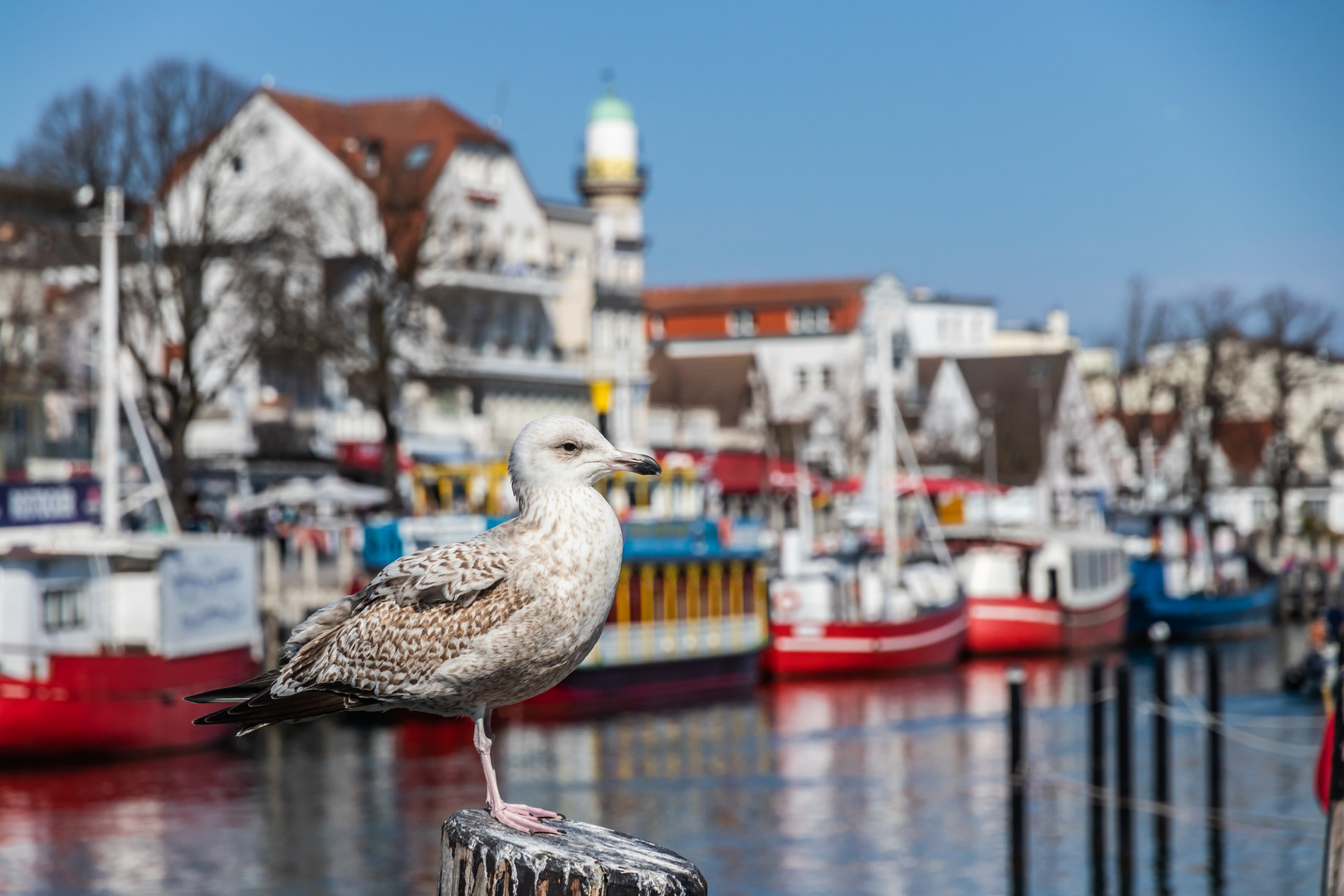 Alter Strom in Warnemünde-ohne Möwe geht nicht