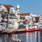 Alter Strom in Warnemünde-ohne Möwe geht nicht