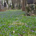 Alter Südfriedhof 2 Flor in Blau