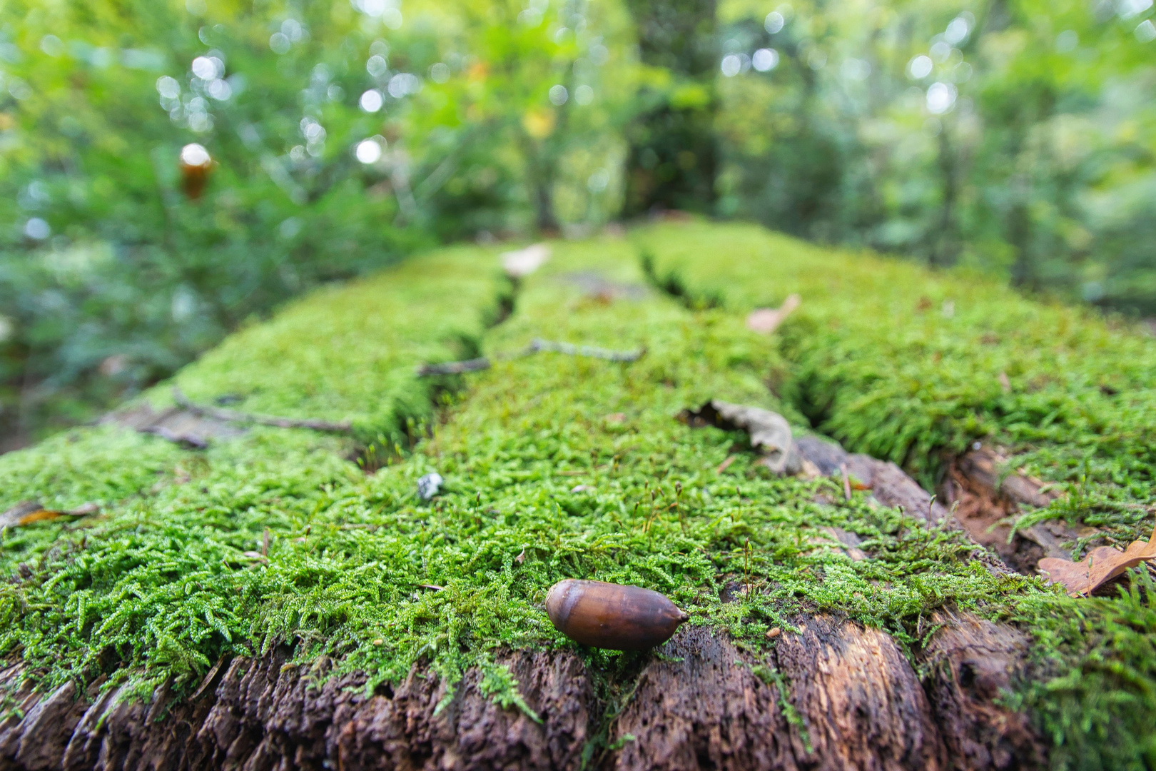 Alter Tisch im Wald