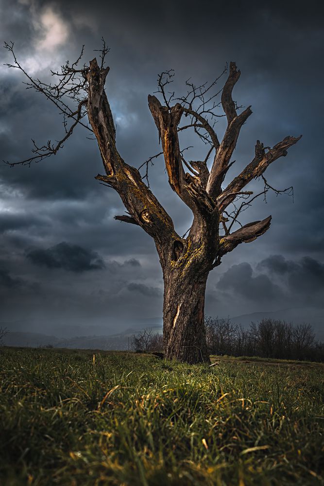 Alter Toter Baum im Mondlicht Foto & Bild pflanzen, pilze & flechten