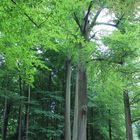 alter und ganz großer baum