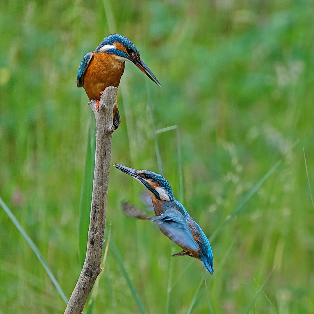 Alter und junger Eisvogel