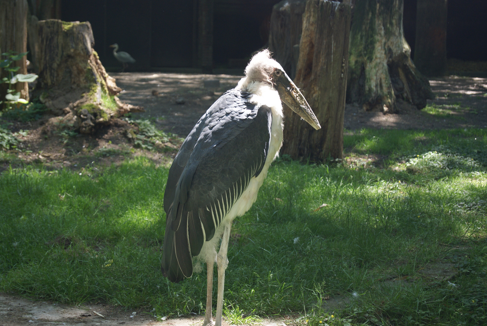 Alter Vogel