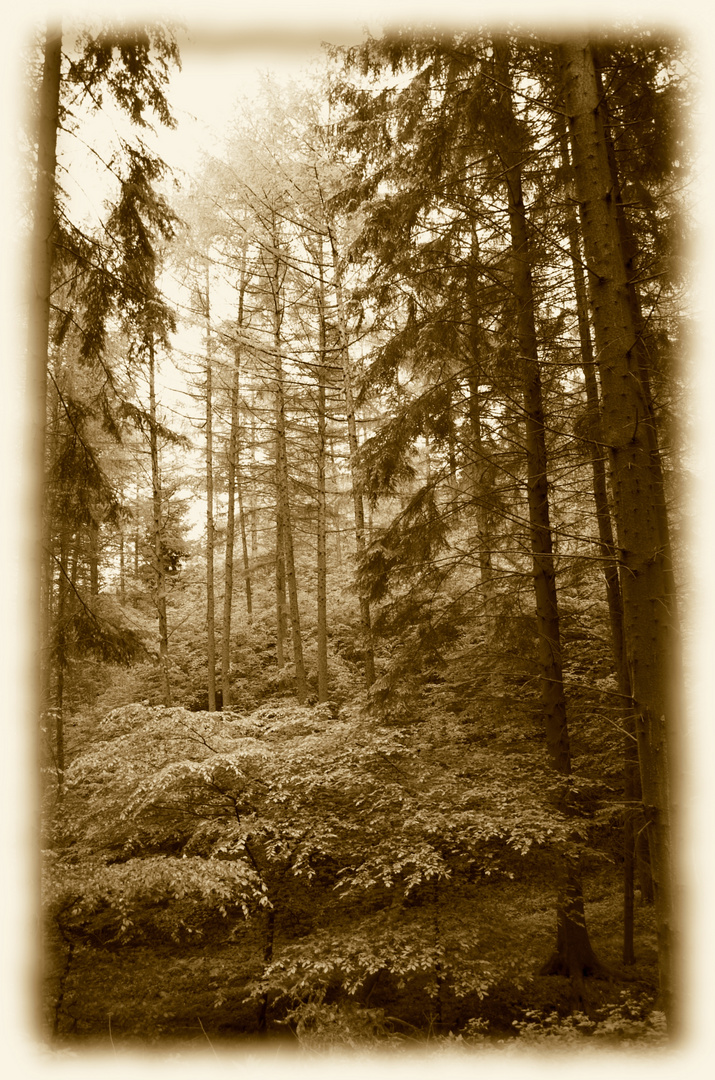 Alter Wald