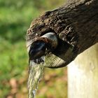 Alter Wasserspeier am Holzbrunnen