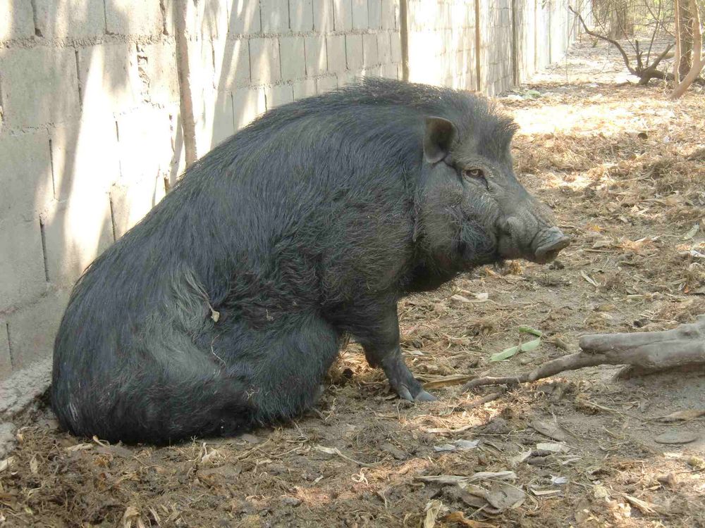 Alter Wildeber in Thailand