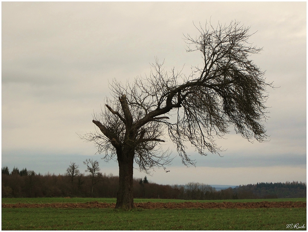 Alter , Wind und Sturm ausgesetzter Baum ,