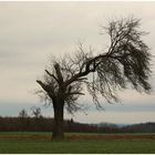 Alter , Wind und Sturm ausgesetzter Baum ,