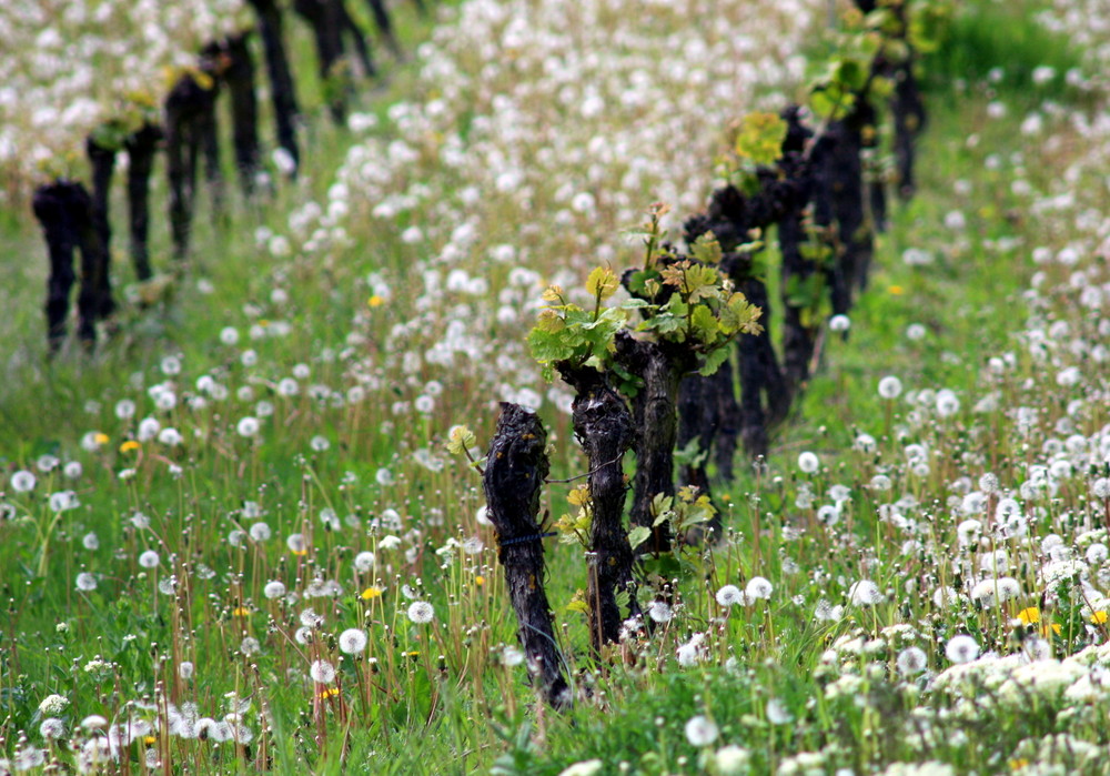 alter Wingert in Rheinhessen