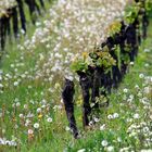 alter Wingert in Rheinhessen