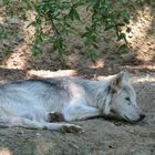 Alter Wolf am Dösen