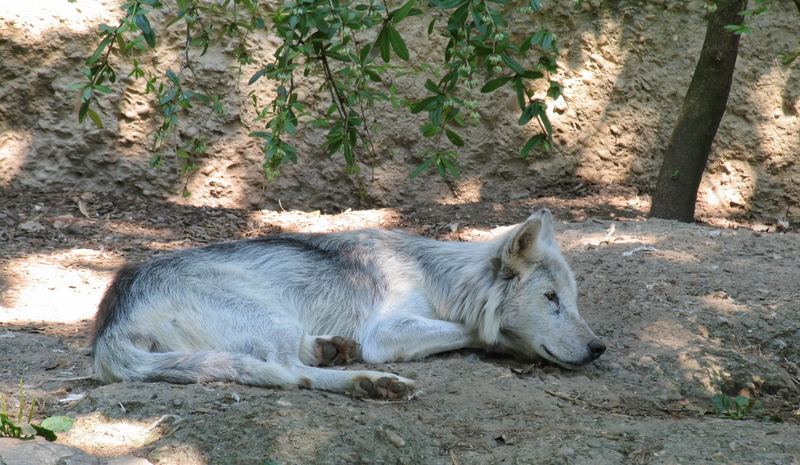 Alter Wolf am Dösen