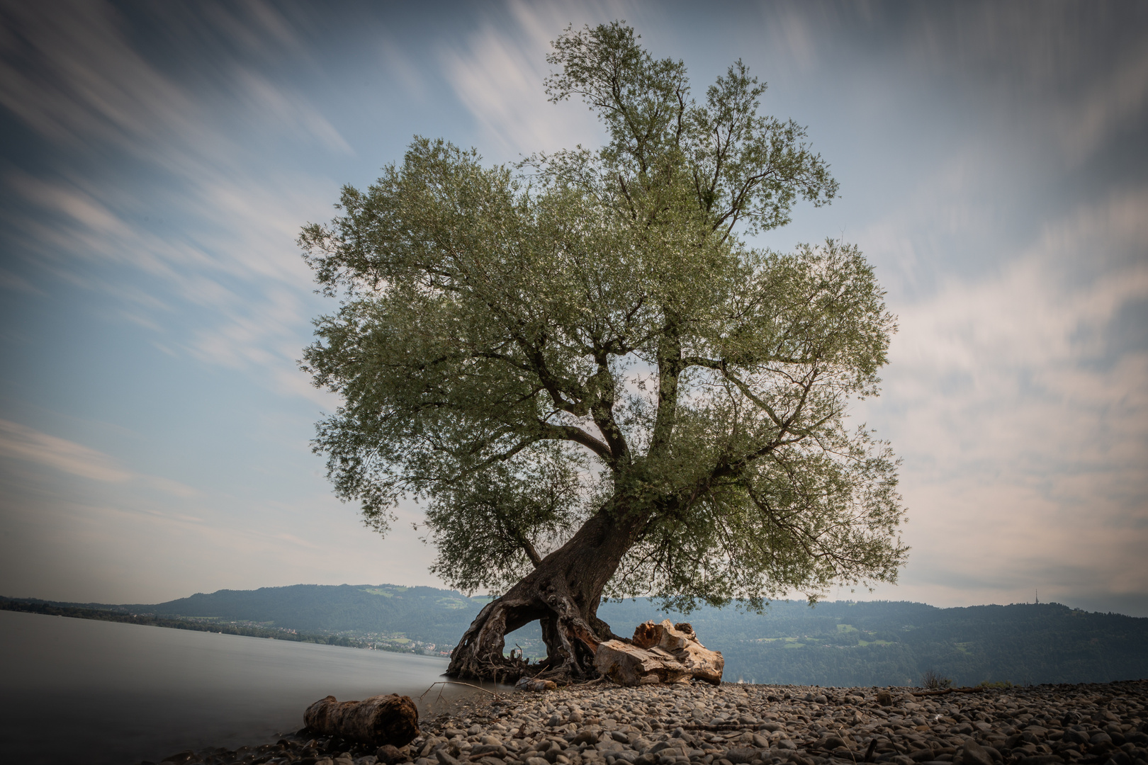 Alter Wurzelbaum in Bregenz