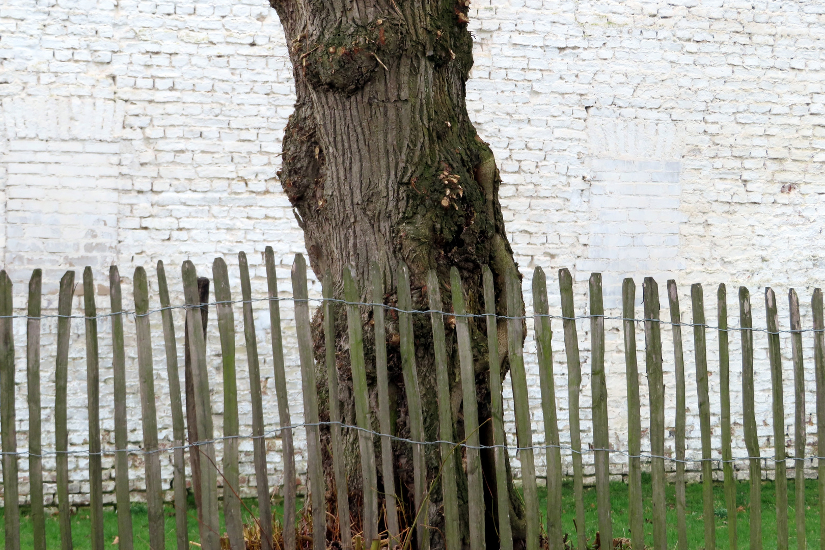 Alter Zaun, alter Baum, alte Mauer