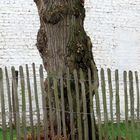 Alter Zaun, alter Baum, alte Mauer