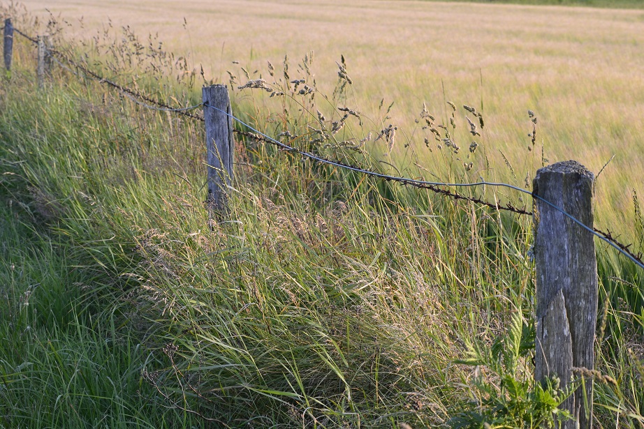 Alter Zaun trifft neues Leben