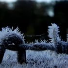 Alter Zaunpfahl am frühen Morgen