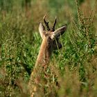 Alter zurück gesetzter Bock