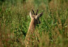 Alter zurück gesetzter Bock