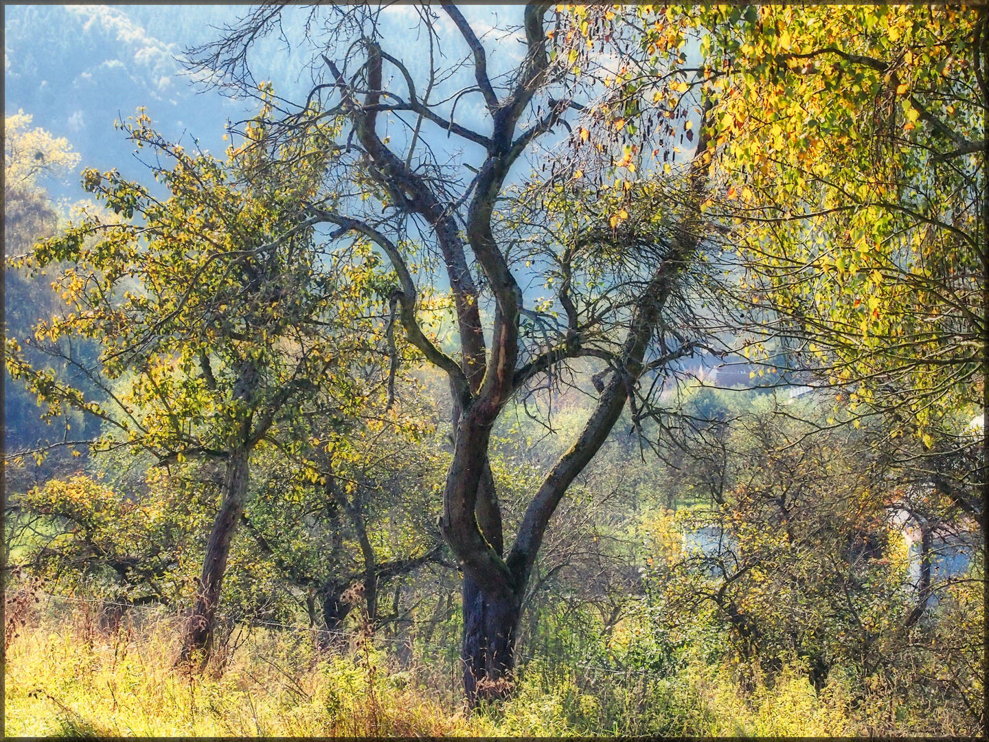 Alter Zwetschgenbaum