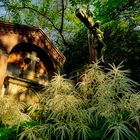 Alter_Historische _Friedhof_Freiburg