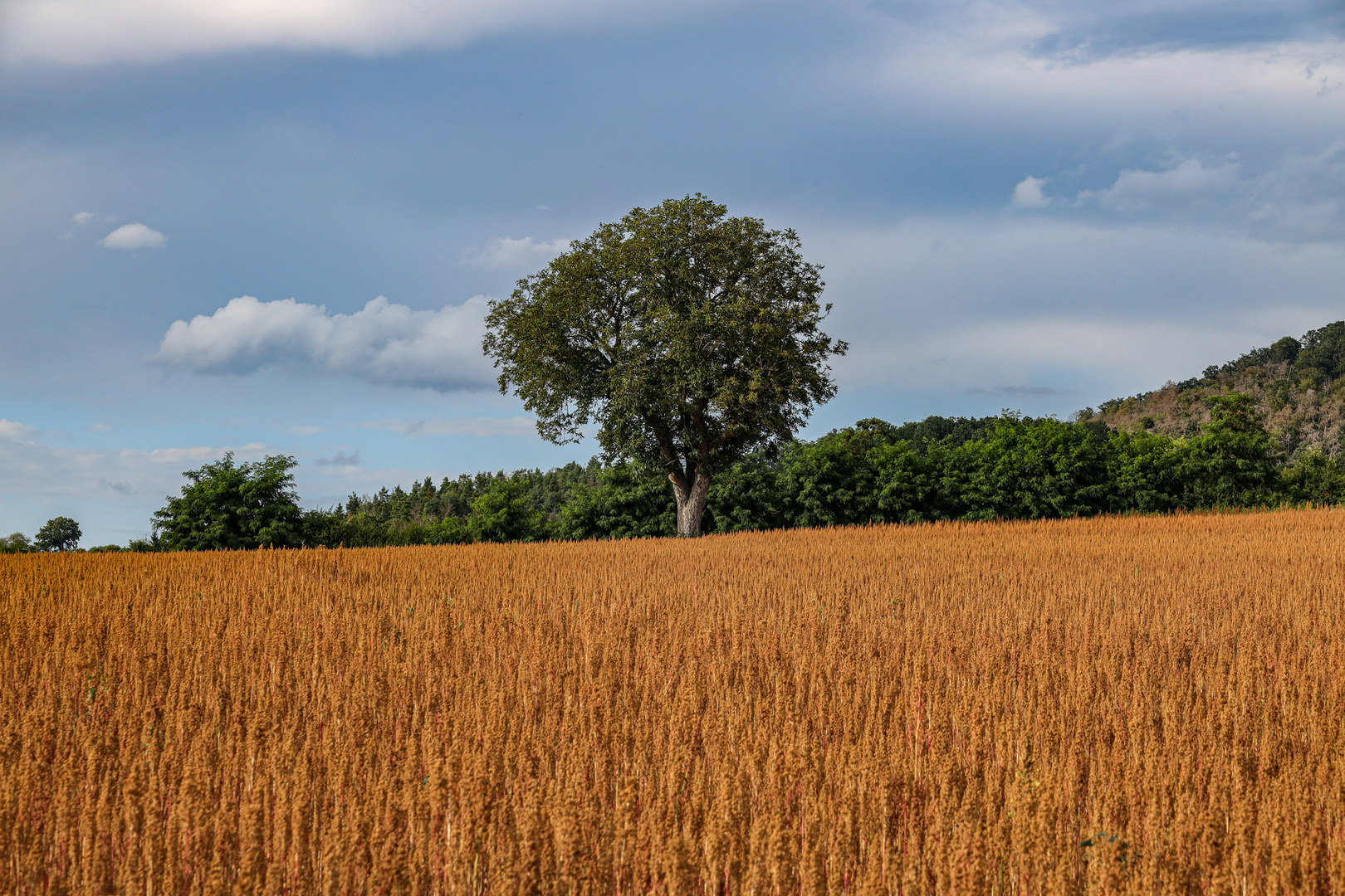 "Alternative Landwirtschaft"