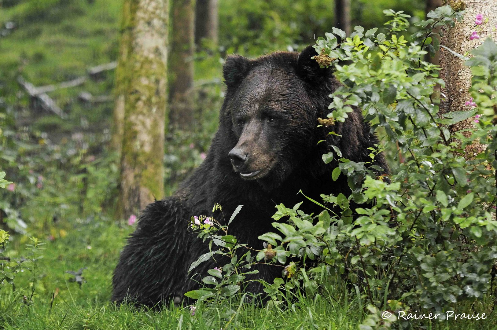 "Alternativen Wolf- und Bärenpark" im Schwarzwald