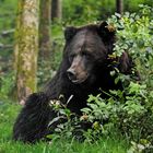 "Alternativen Wolf- und Bärenpark" im Schwarzwald