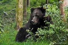 "Alternativen Wolf- und Bärenpark" im Schwarzwald