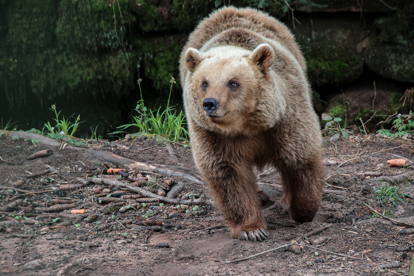 Alternativer Wolf- und Bärenpark Bad Rippoldsau-Schapbach