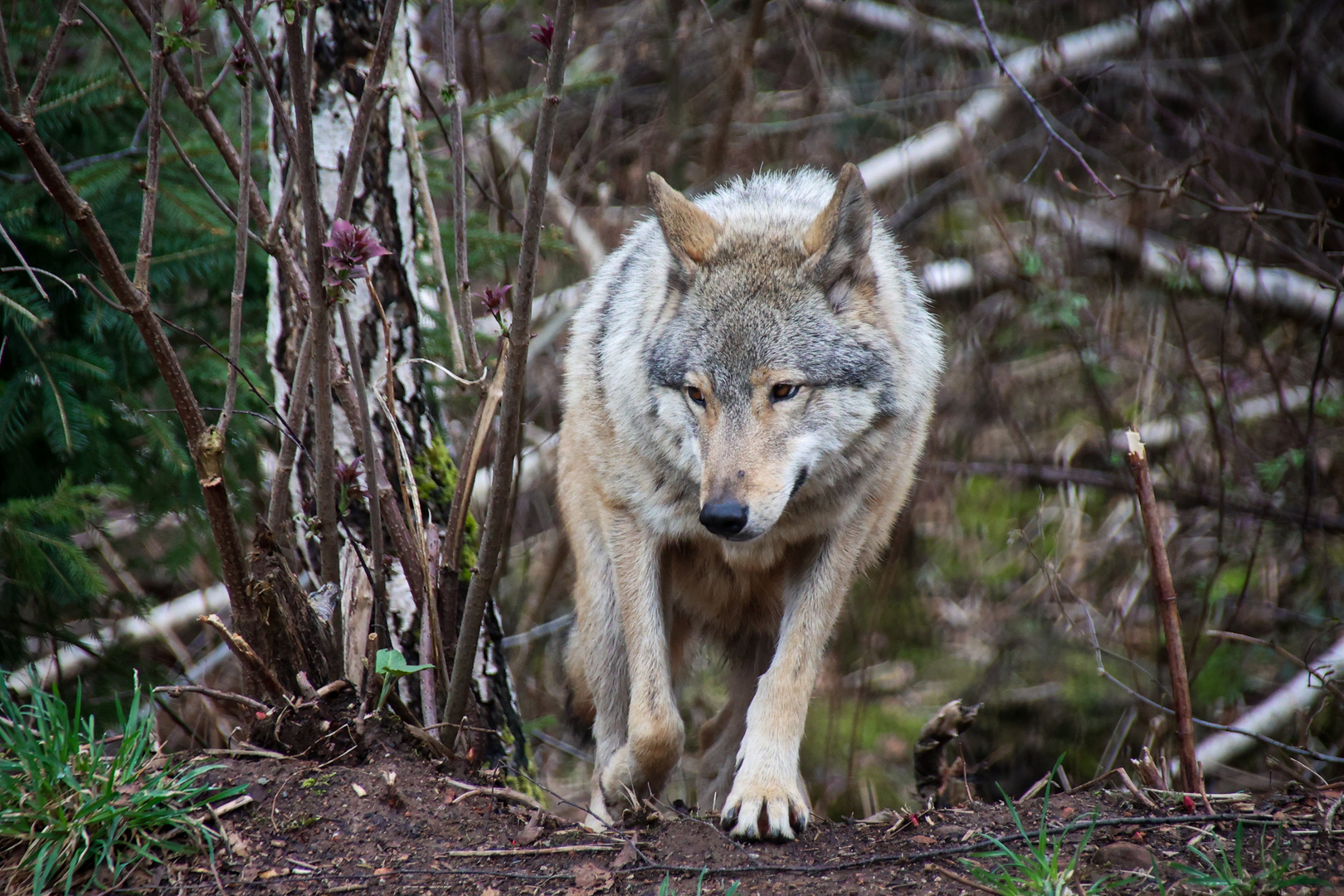 Alternativer Wolf- und Bärenpark Bad Rippoldsau-Schapbach