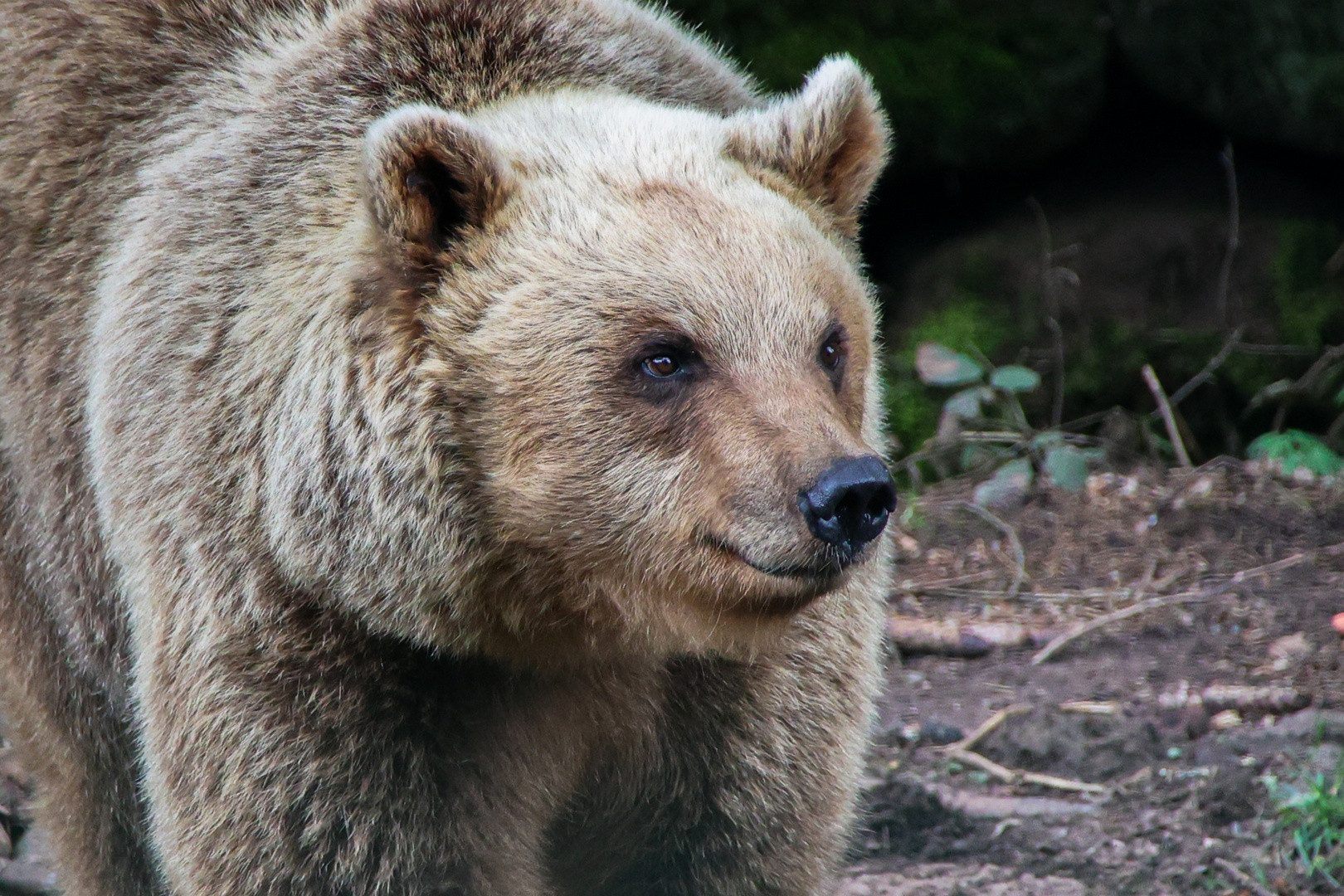 Alternativer Wolf- und Bärenpark Bad Rippoldsau-Schapbach