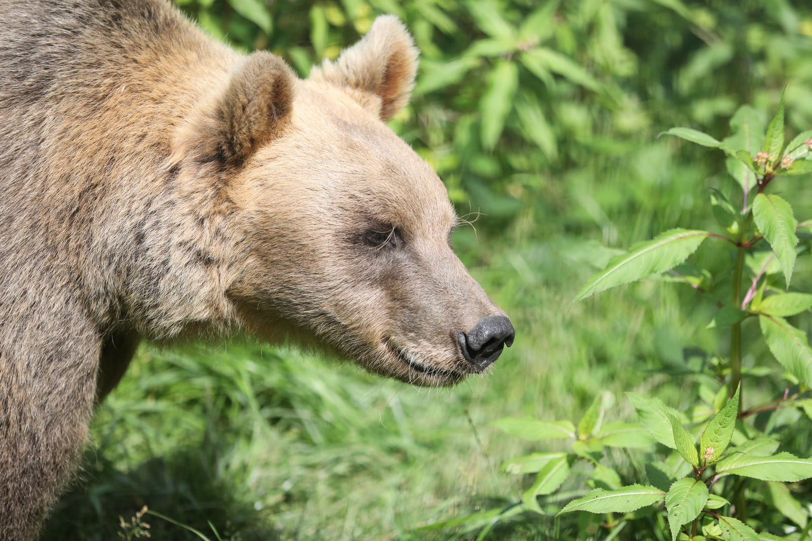 Alternativer Wolf- und Bärenpark Schwarzwald