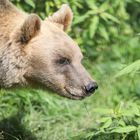 Alternativer Wolf- und Bärenpark Schwarzwald